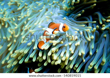 Clownfish at home in its anemone