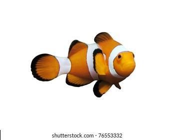 Clownfish Isolated On White