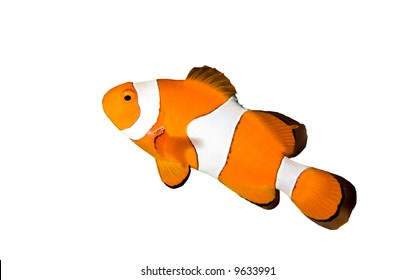 Clownfish Isolated On White