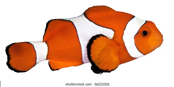 A Clownfish Isolated On White Background