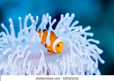 Clownfish Live In Bleached Sea Anemone