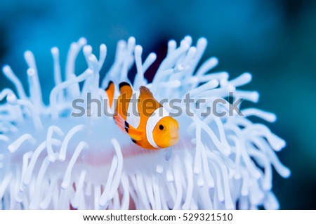 Clownfish live in bleached sea anemone