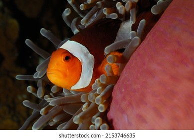 Clownfish nemo and sea anemone friendship forever