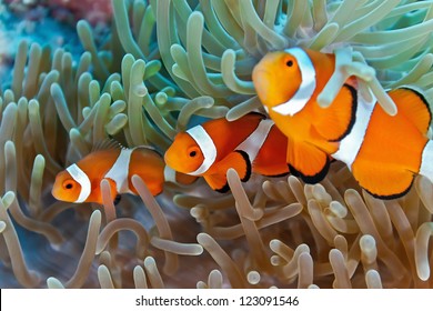 Clownfish on the soft coral