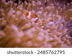 Clownfish is the only fish that can live with sea anemones and not be poisoned by their venom. Sea anemones are predatory marine animals whose tentacles can release fatal venom to kill fish for food