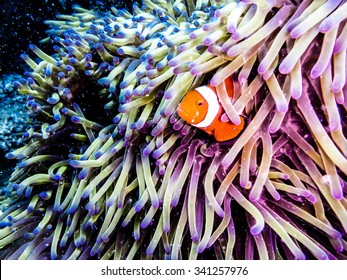 Clownfish peaking out of an anemone. Taken while diving at the Great Barrier Reef, Queensland, Australia. - Shutterstock ID 341257976