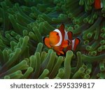 Clownfish peeking out from its protective anemone home, surrounded by flowing tentacles. This iconic marine duo thrives in tropical reefs, displaying a fascinating underwater partnership.