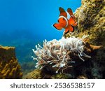  Clownfish in the Red Sea                                   