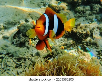 Clownfish Roderick Bay Nggela Island Solomon Islands