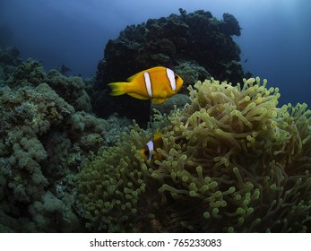 Clownfish And Sea Anemone, Jeddah, Red Sea, Saudi Arabia