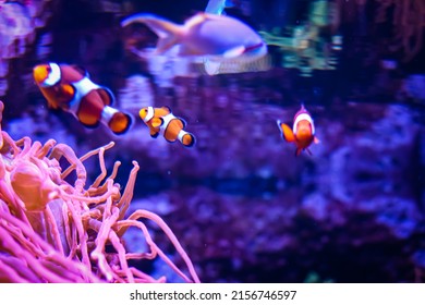 clownfish in shedd aquarium Chicago