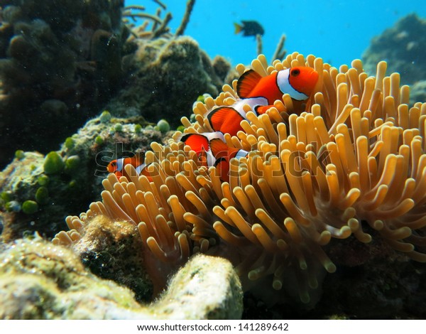 Clownfish Similun Island Thailandnemo Fish Stock Photo (Edit Now) 141289642