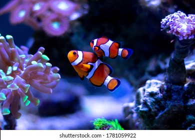 Clownfish swimming in an aquarium