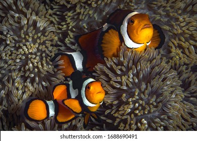 Clownfish with thick black bands in its anemone (Amphiprion percula)