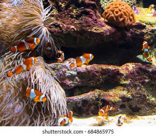 Clownfish In Vancouver Aquarium