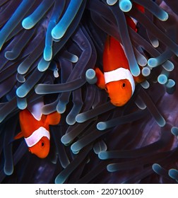 Clownfishes In Coral, Sipadan Island