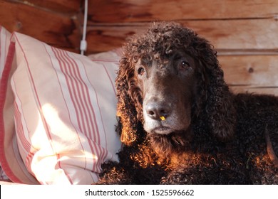 are irish water spaniel puppies lazy