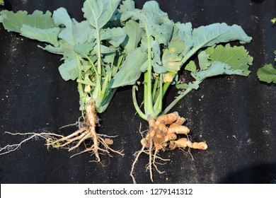 Clubroot (Plasmodiophora Brassica) Distorted Root On A Rapeseed, Rape, Canola Plant