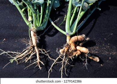 Clubroot (Plasmodiophora Brassica) Distorted Root On A Rapeseed, Rape, Canola Plant