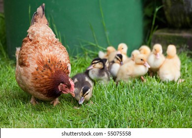 Clucking hen with little ducks - It's the mother! Motherly love