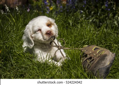 Clumber Spaniel Puppy Chews A Shoe