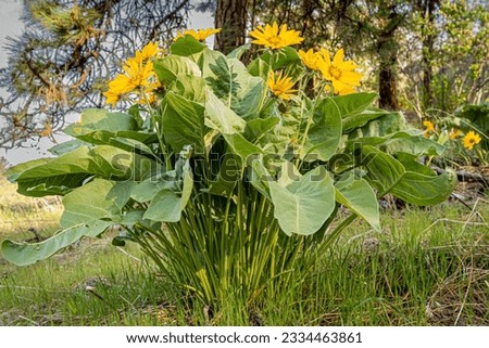 Clump of Arrowleaf Balsam Root