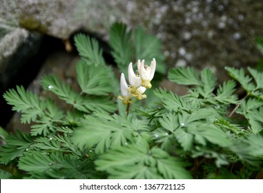 A Clump Of Blooming Dutchmans Breeches Perennial Woodland Plant In Finely Textured Green Leaves Against A Rocky Outcrop In The Shade On The Forest Floor