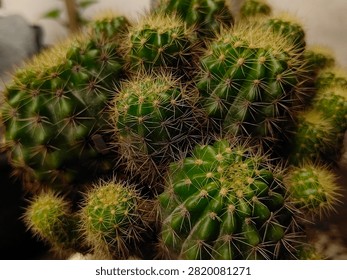 a clump of cacti with sharp spines
