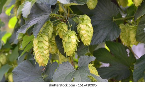 A Clump Of Cascade Hop Cones In Full Bloom