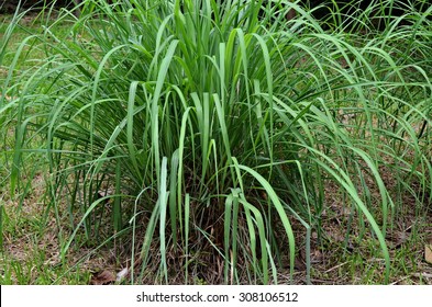 Clump Of Citronella.