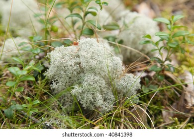 Clump Of Cladonia Rangiferina,(Reindeer Lichen, Reindeer Moss ,Caribou Moss) On The Forest Floor