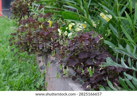 Clump of dark purple triangularis oxalis woodsorrel growing in garden border alongside lush green plants.