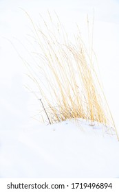 Clump Of Dry Grass  With Seed Heads Half Buried By Snow In Winter