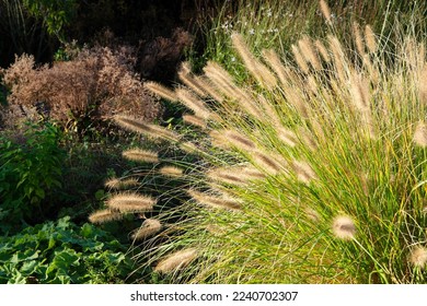 A clump of flowering ornamental grass or pennisetum alopecuroides in an autumn garden.