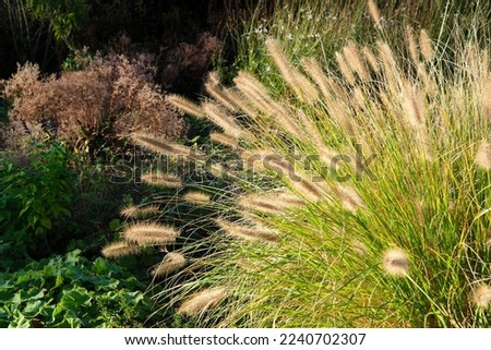 A clump of flowering ornamental grass or pennisetum alopecuroides in an autumn garden.