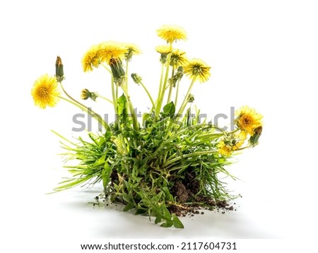 Clump of fresh dandelions flowers on white background