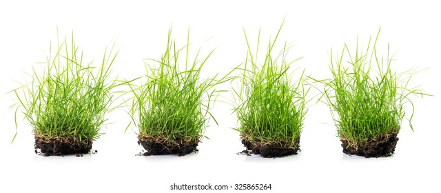 Clump of grass set isolated on white background - Shutterstock ID 325865264