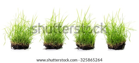 Clump of grass set isolated on white background