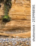 Clump of green grass hanging from coastal lime cliffs formation at Tourmaline surfing park, natural background or backdrop