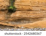 Clump of green grass hanging from coastal lime cliffs formation at Tourmaline surfing park, natural background or backdrop