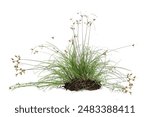 A clump of green grass isolated on a white background With clipping path.