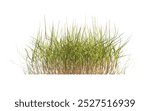 clump of green grass isolated on a white background. Isolated grass on white background. side view of clump of grass for design and advertising. Bunch of green grass isolated on white background.