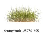 clump of green grass isolated on a white background. Isolated grass on white background. side view of clump of grass for design and advertising. Bunch of green grass isolated on white background.