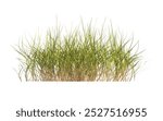 clump of green grass isolated on a white background. Isolated grass on white background. side view of clump of grass for design and advertising. Bunch of green grass isolated on white background.