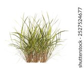 clump of green grass isolated on a white background. side view of clump of grass for design and advertising. Bunch of green grass isolated on white background. Isolated grass on white background.