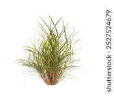 clump of green grass isolated on a white background. side view of clump of grass for design and advertising. Bunch of green grass isolated on white background. Isolated grass on white background.