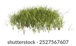 clump of green grass isolated on a white background. Isolated lawn on white background. side view of clump of grass for design and advertising. Bunch of green grass isolated on white background.