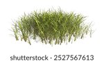 clump of green grass isolated on a white background. Isolated lawn on white background. side view of clump of grass for design and advertising. Bunch of green grass isolated on white background.