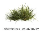 clump of green grass isolated on a white background. Isolated lawn on white background. Bunch of green grass isolated on white background. side view of clump of grass for design and advertising.