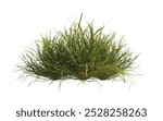 clump of green grass isolated on a white background. Isolated lawn on white background. Bunch of green grass isolated on white background. side view of clump of grass for design and advertising.